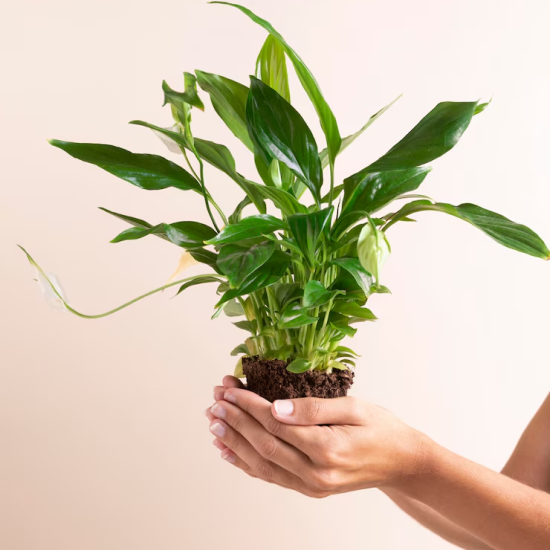 plants-trees